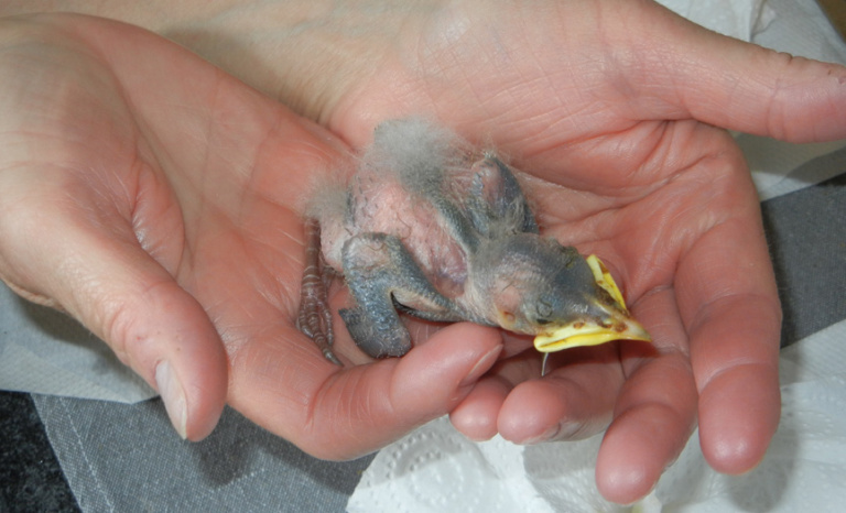 Jungvogel