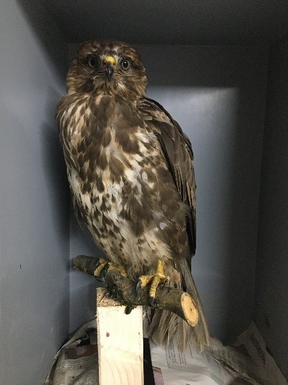 Mäusebussard